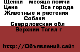 Щенки 4 месяца-помчи › Цена ­ 5 000 - Все города Животные и растения » Собаки   . Свердловская обл.,Верхний Тагил г.